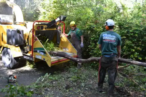 tree services Prairie Creek